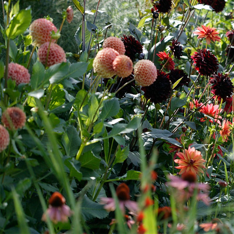 Cornel Bronze Ball Dahlia - Image 2