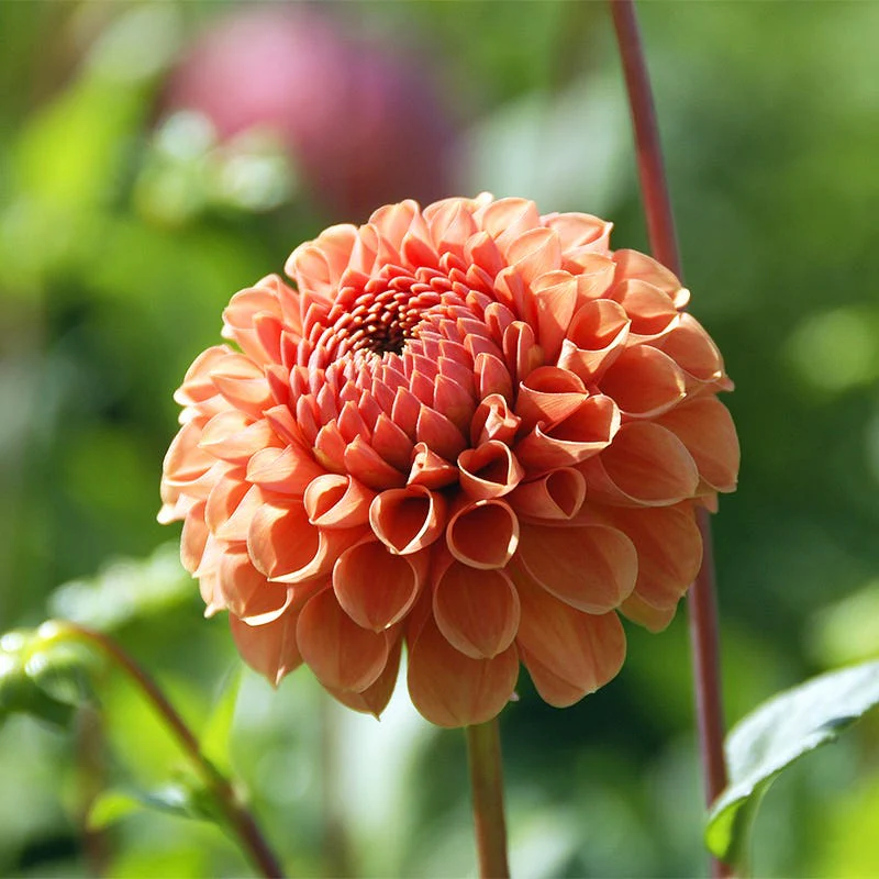 Cornel Bronze Ball Dahlia - Image 3