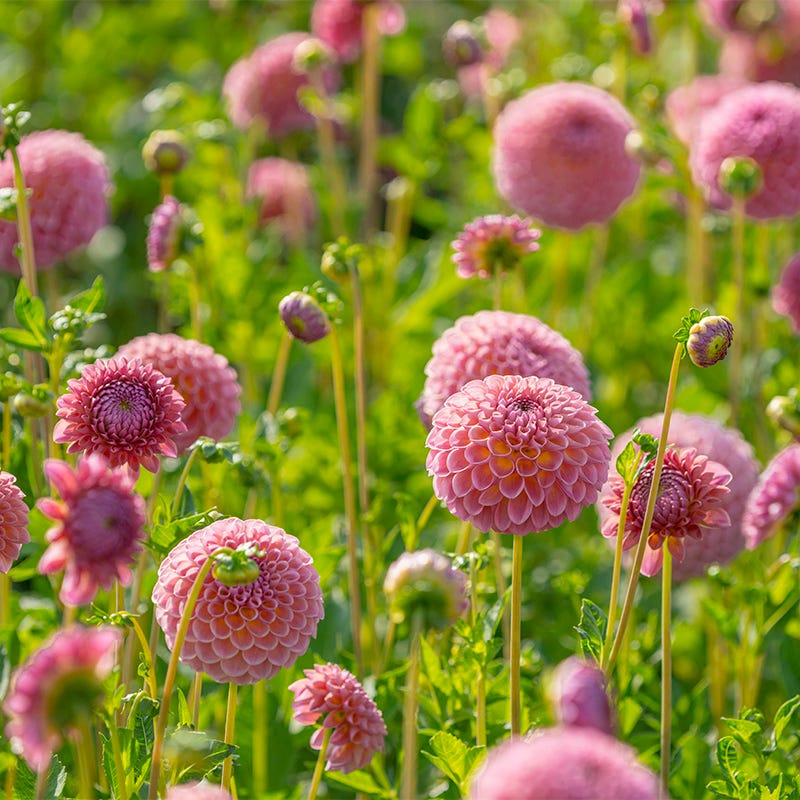 Jowey Winnie Ball Dahlia - Image 2