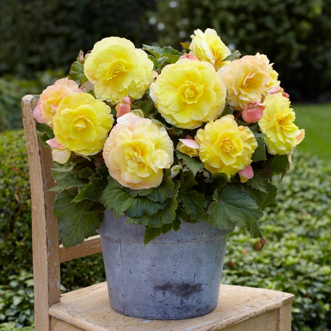 Superba Yellow Begonia - Image 2