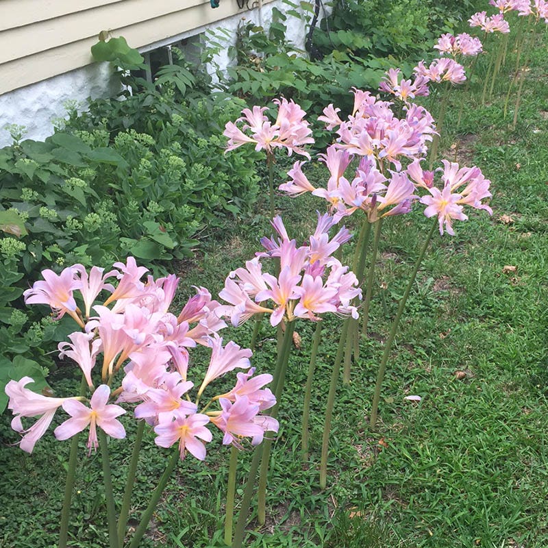 Belladonna Lily - Image 3