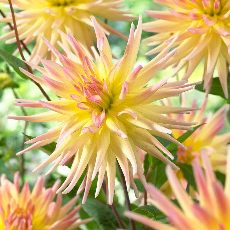 Cabana Banana Cactus Dahlia - Image 2