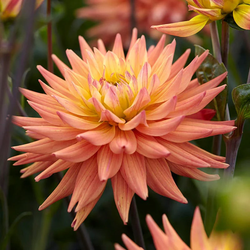 Karma Corona Cactus Dahlia - Image 2