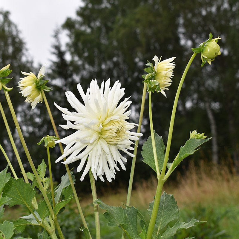 My Love Semi Cactus Dahlia - Image 3