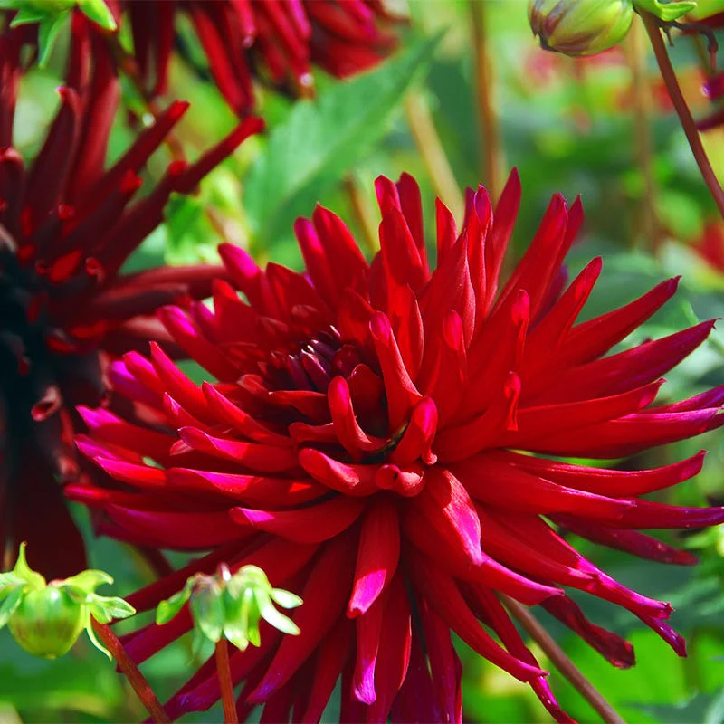 Nuit d'Ete Cactus Dahlia - Image 2