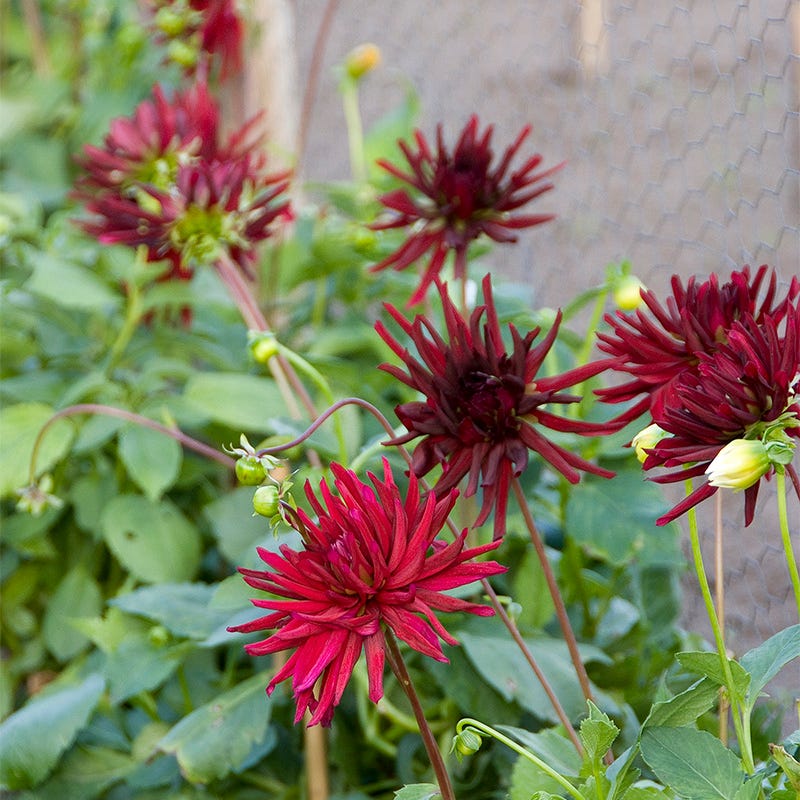 Nuit d'Ete Cactus Dahlia - Image 3