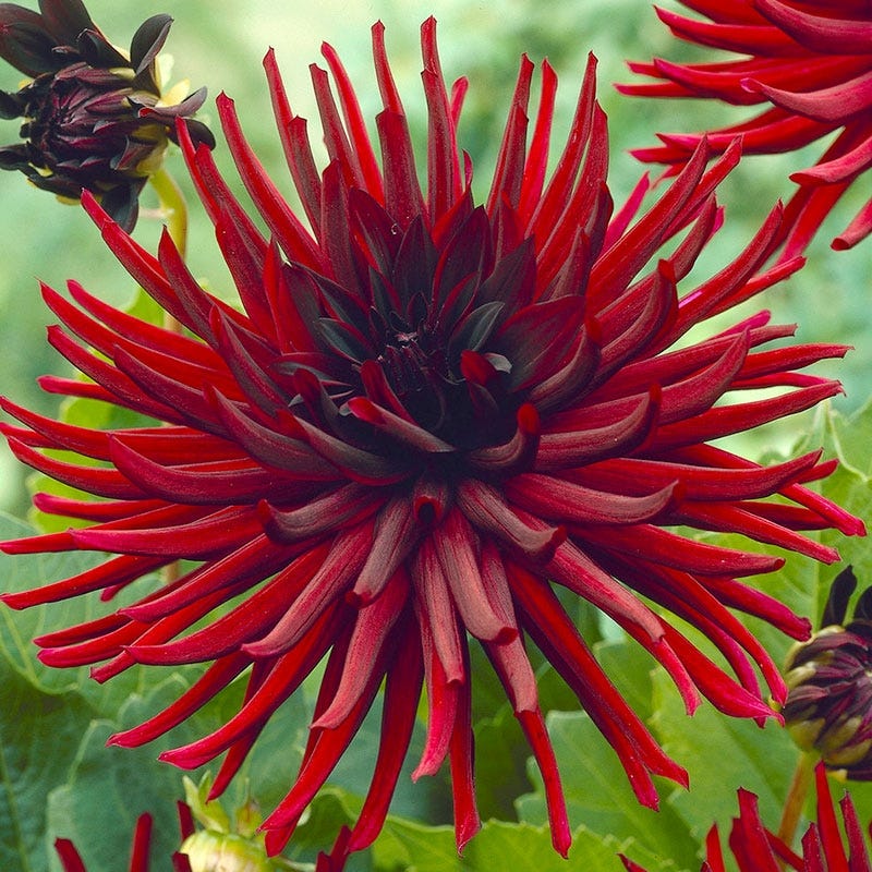 Nuit d'Ete Cactus Dahlia - Image 4