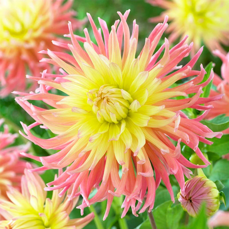 Star Elite Cactus Dahlia - Image 2