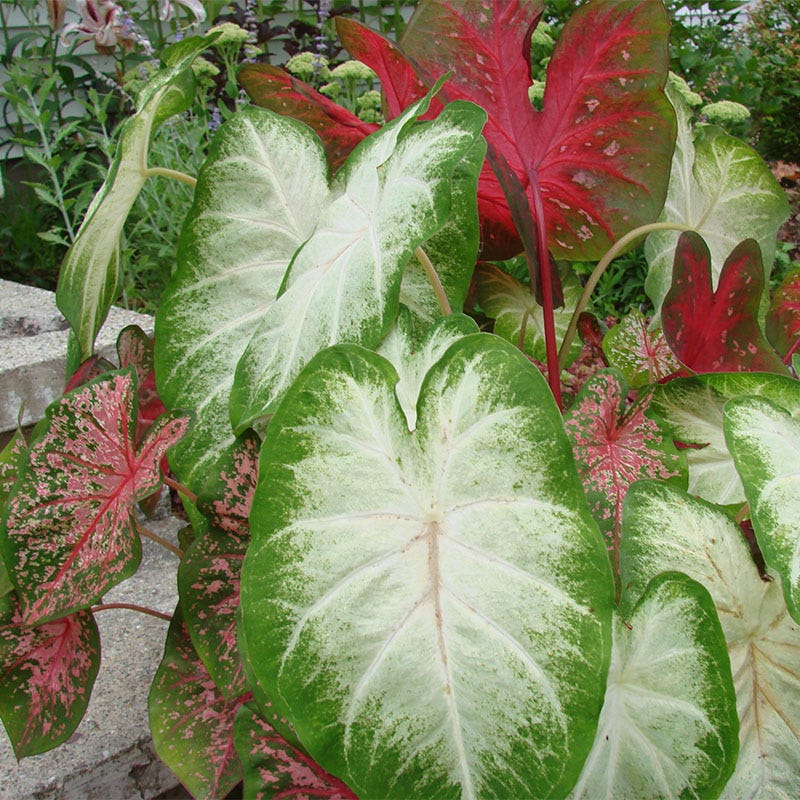 Caladium Mix - Image 2