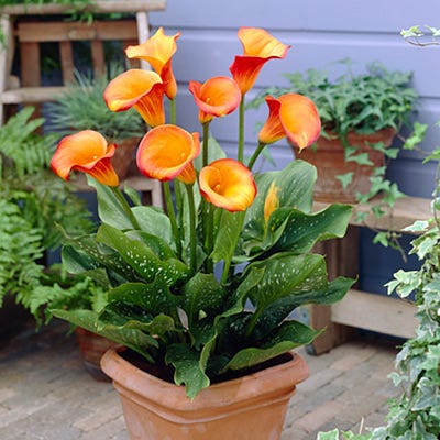 Flame Calla Lily - Image 2