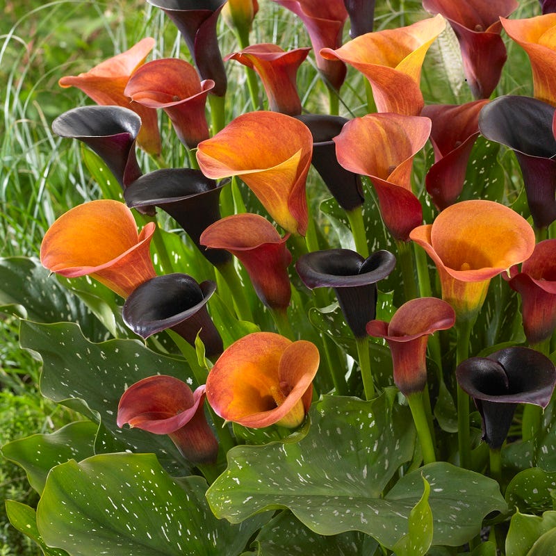 Orange Blend Calla Lily Mix - Image 2