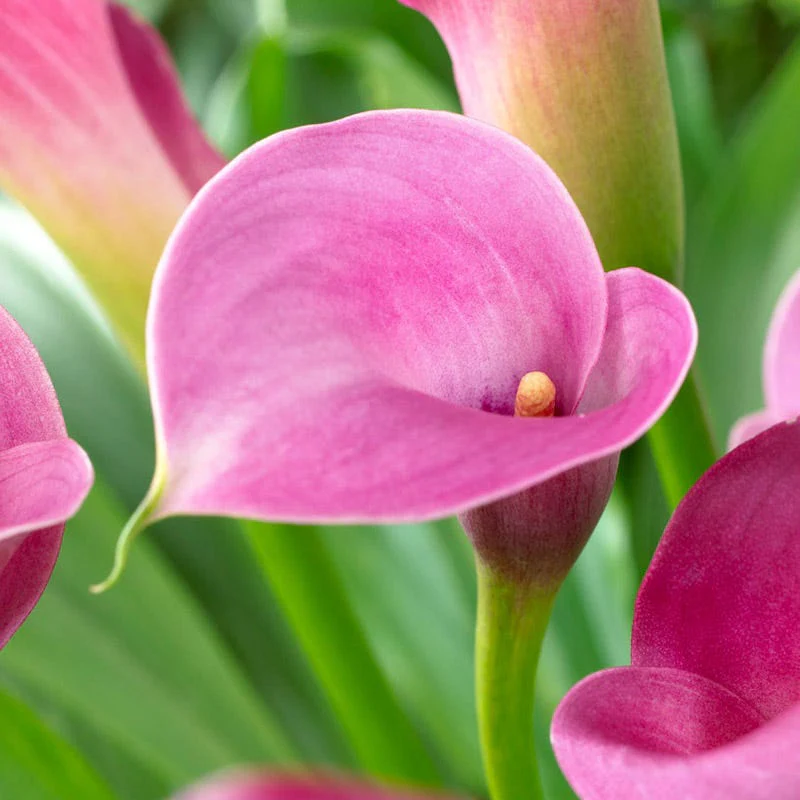 Purple Sensation Calla Lily - Image 2
