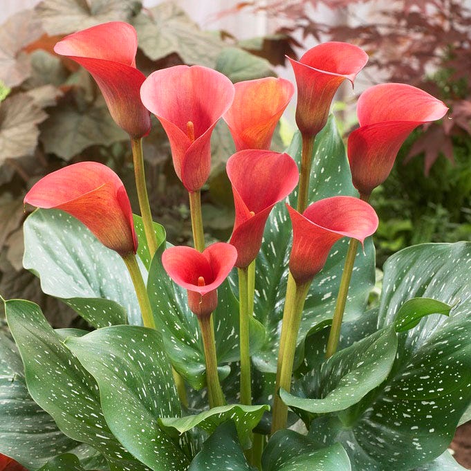Red Alert Calla Lily - Image 2