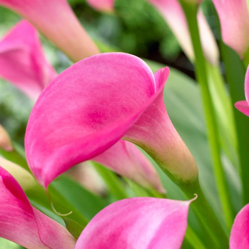 Super Gem Calla Lily - Image 2