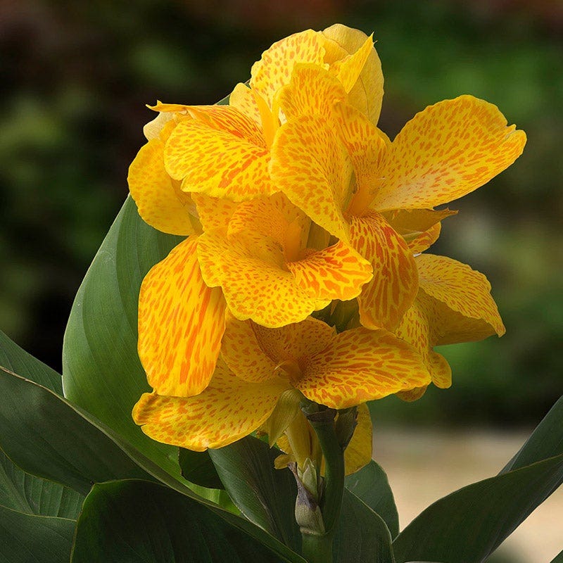 CannaSol™ Happy Emily Canna Lily - Image 2