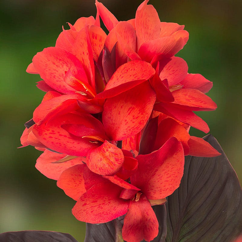 CannaSol™ Happy Julia Canna Lily - Image 2