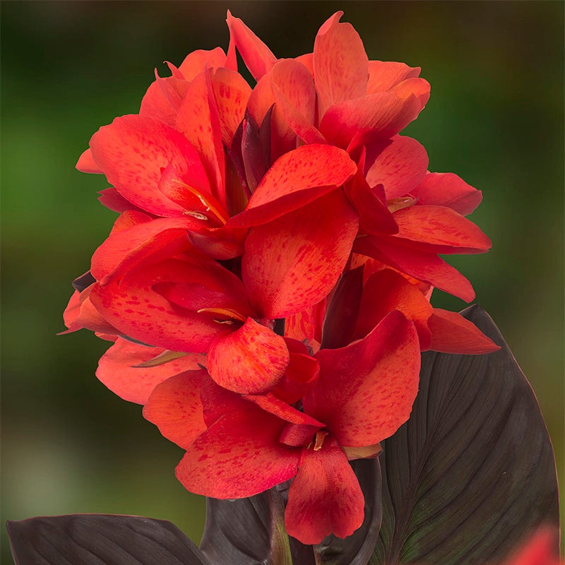 CannaSol™ Happy Julia Canna Lily - Image 3