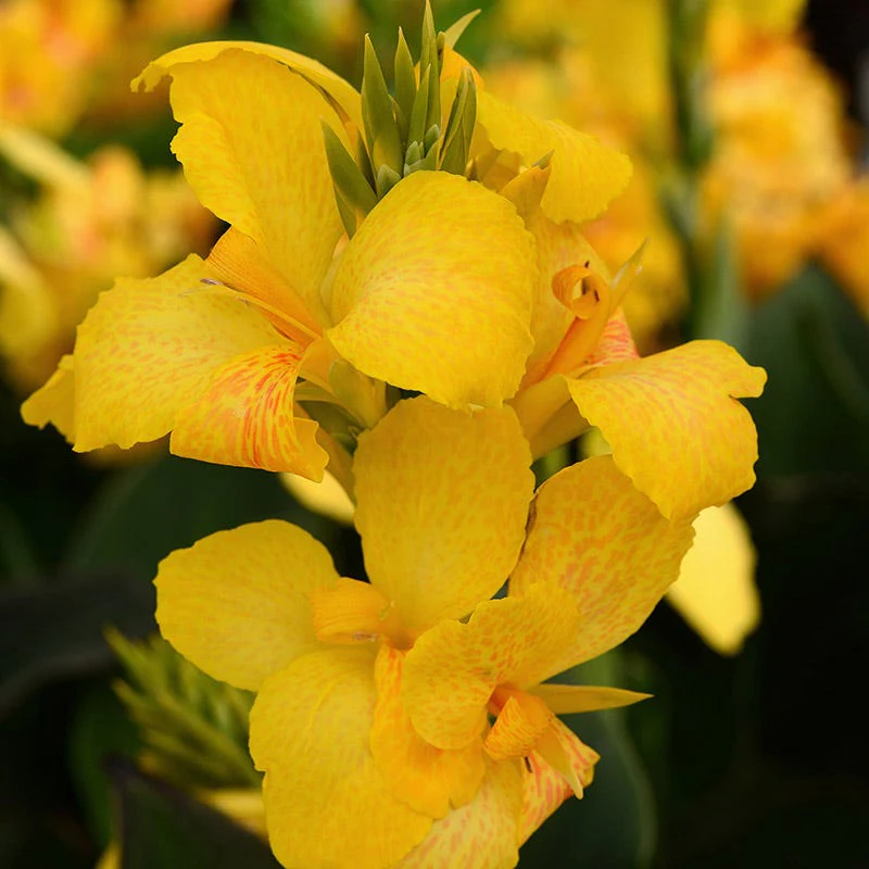 Cannova® Yellow Canna Lily - Image 2