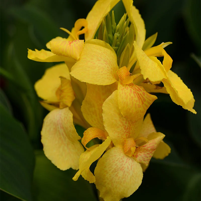 Cannova® Yellow Canna Lily - Image 4