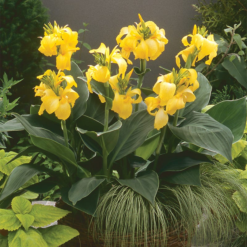 Cannova® Yellow Canna Lily - Image 5