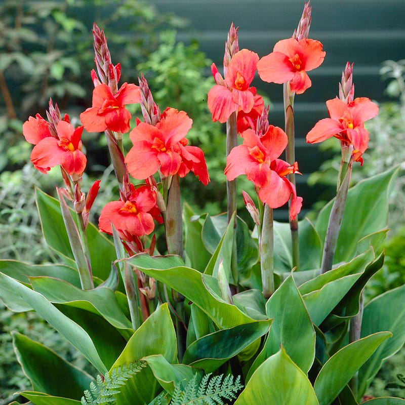 Miss Oklahoma Canna Lily - Image 2