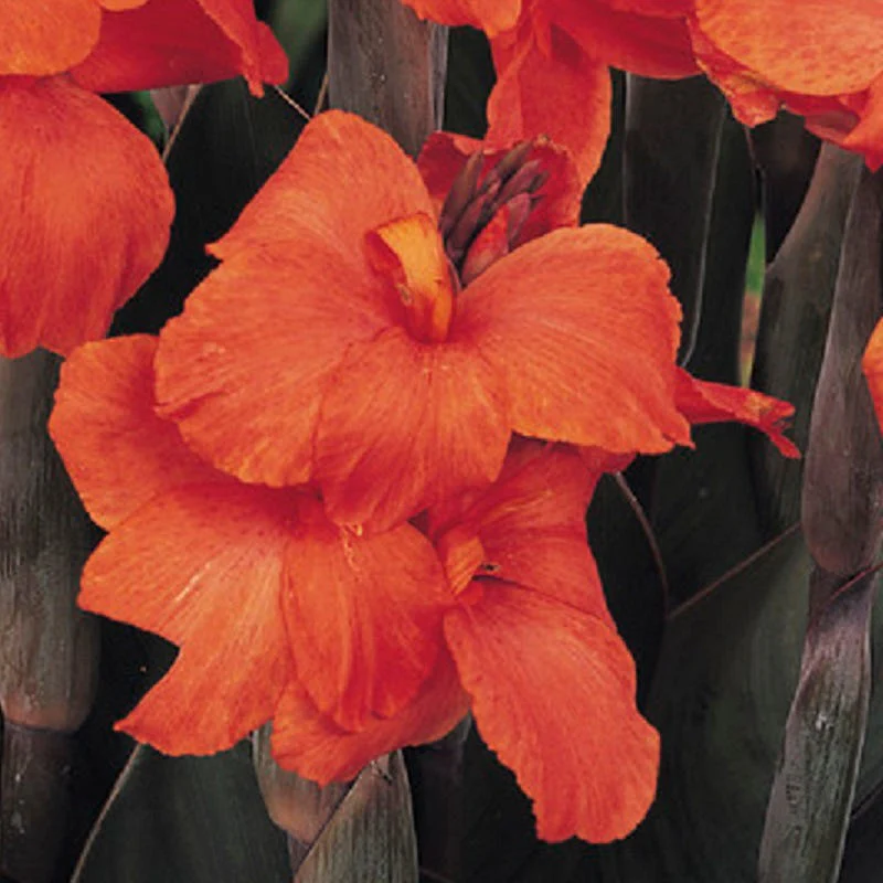 Orange Chocolate Canna Lily - Image 3