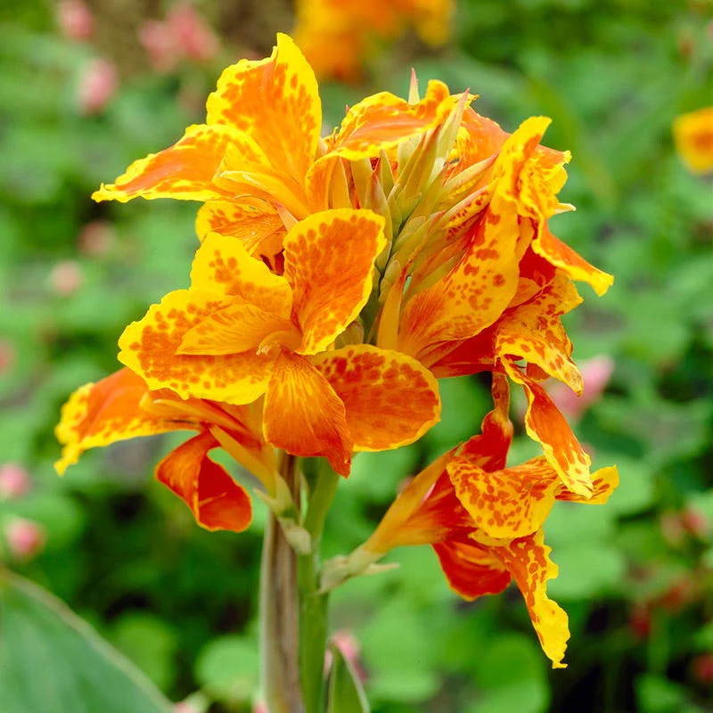 Rio Tall Canna Collection - Image 4