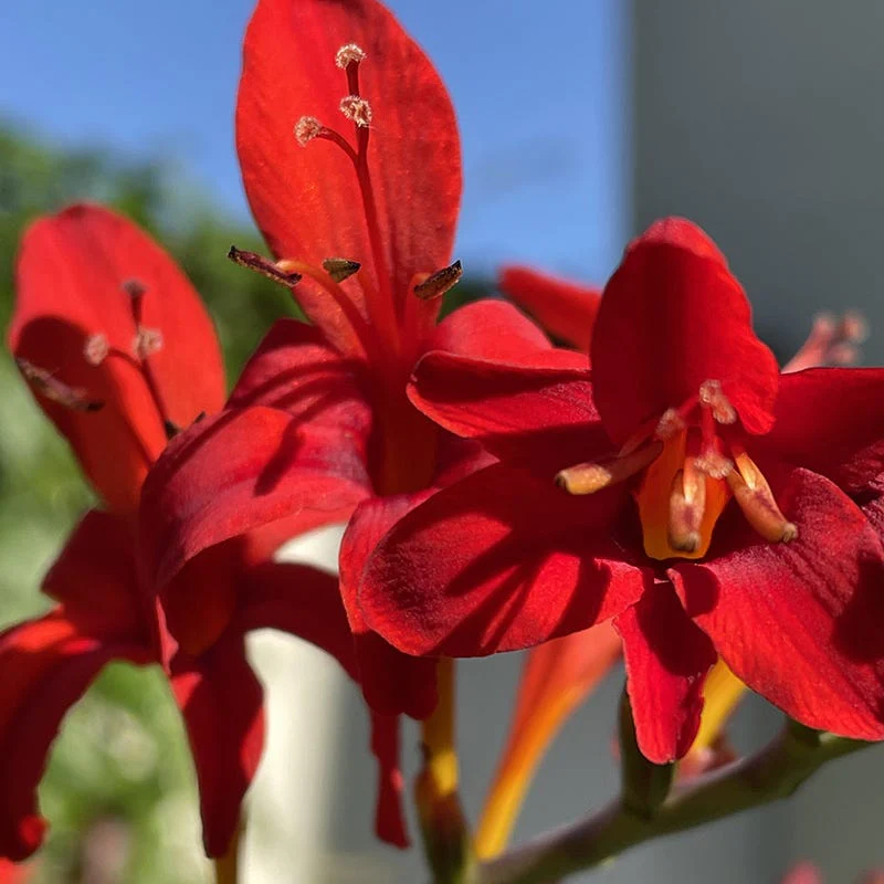 Diablito Crocosmia - Image 2