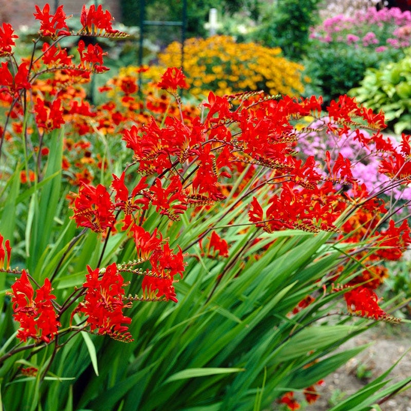 Lucifer Crocosmia - Image 2