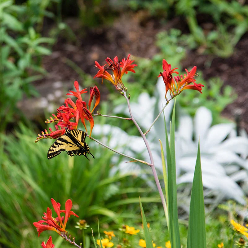 Lucifer Crocosmia - Image 3