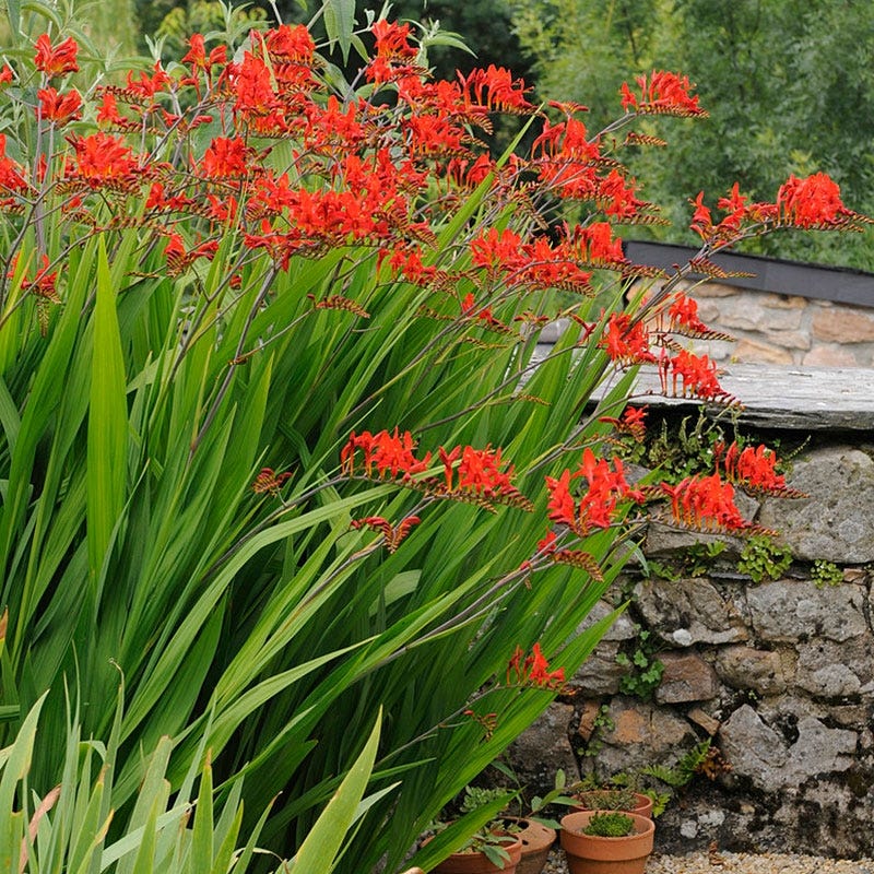 Lucifer Crocosmia - Image 4
