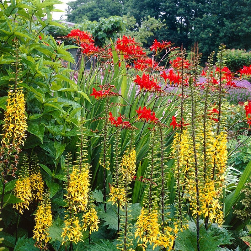 Lucifer Crocosmia - Image 5