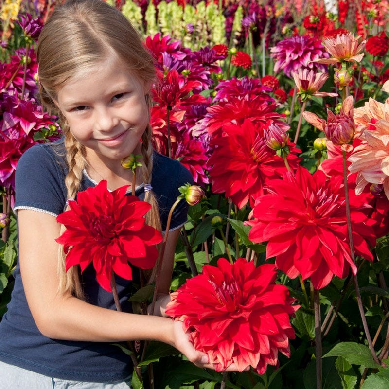 Babylon Red Dinner Plate Dahlia - Image 2