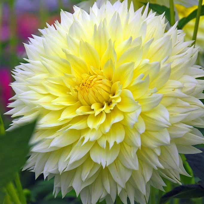 Banana Cream Pie Dahlia Collection - Image 3
