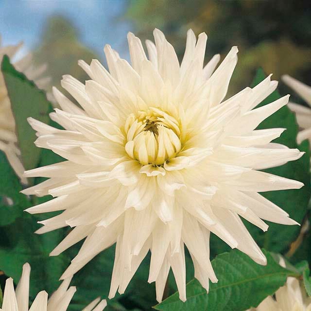 Berry Chiffon Dahlia Collection - Image 2
