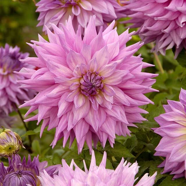Berry Chiffon Dahlia Collection - Image 3