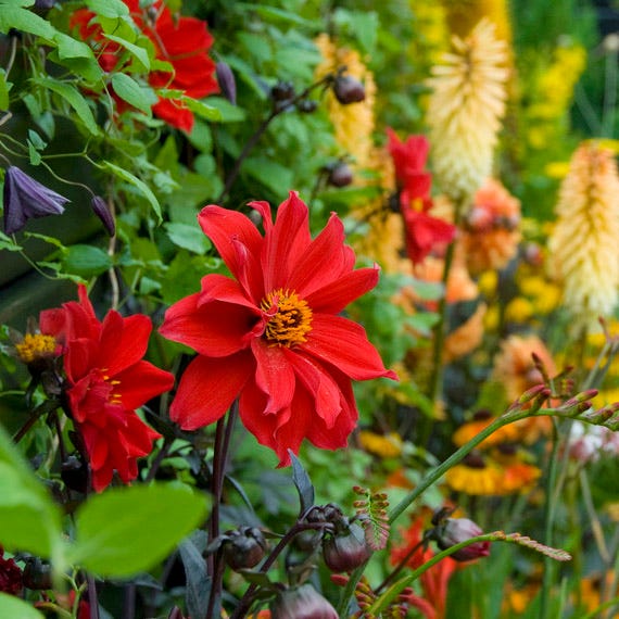 Bishop of Llandaff Peony Flowering Dahlia - Image 3