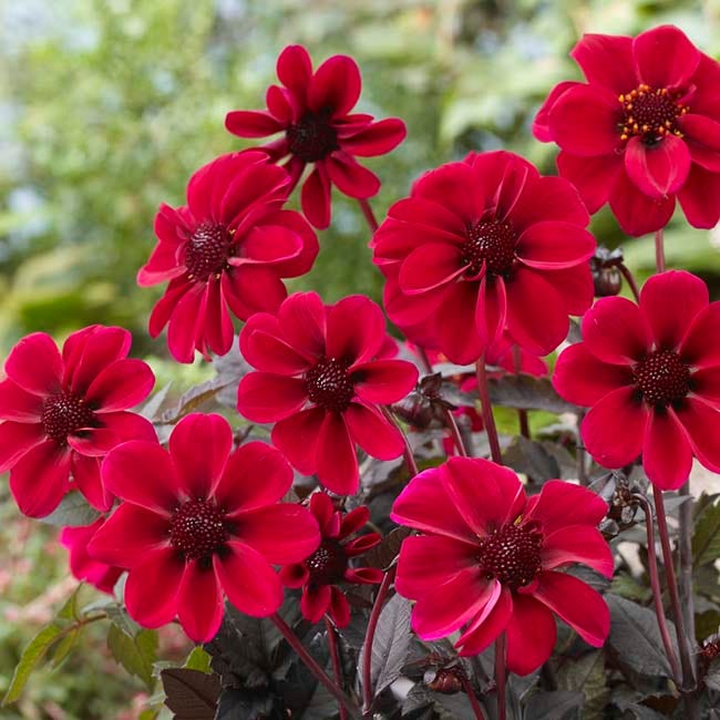 Black Forest Cake Dahlia Collection - Image 4