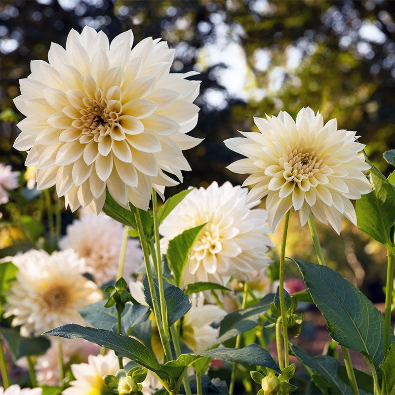 Cafe Au Lait Dinner Plate Dahlia - Image 3