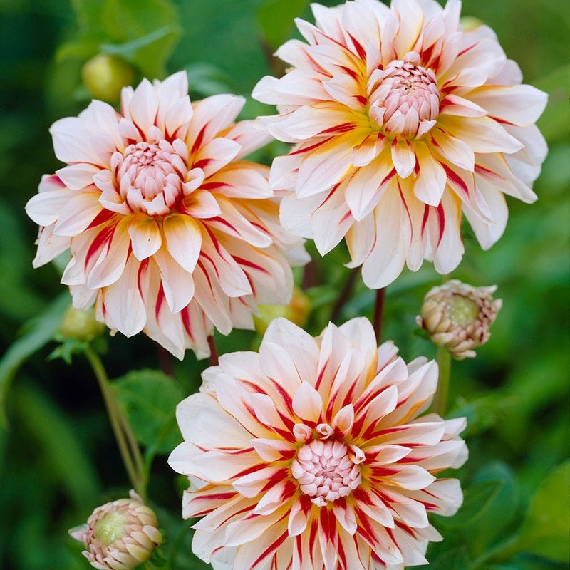 Caribbean Fantasy Decorative Dahlia - Image 2
