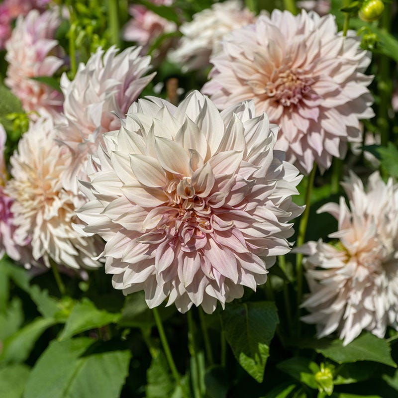 Dahlia Clouds Collection - Image 2