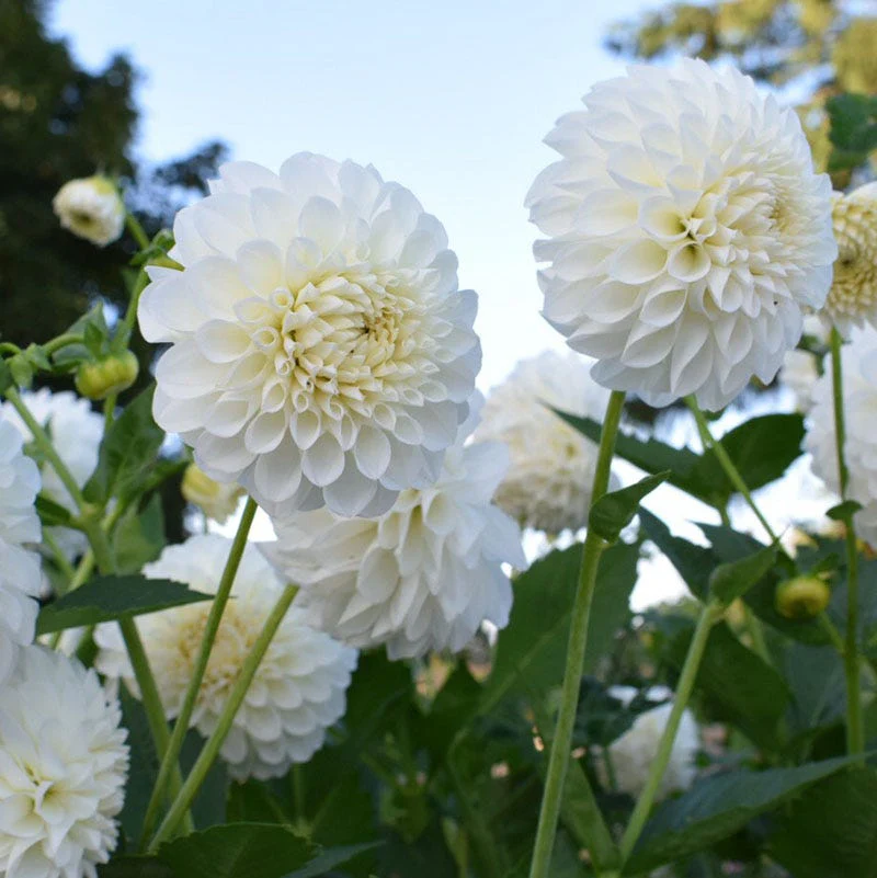 Dahlia Clouds Collection - Image 3