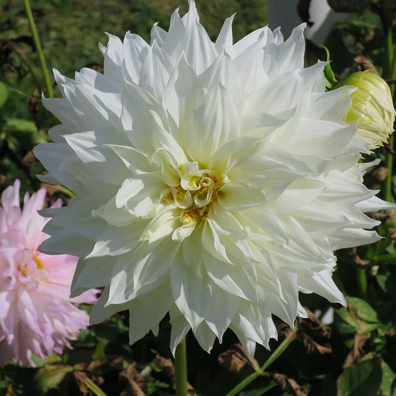 Dahlia Clouds Collection - Image 4