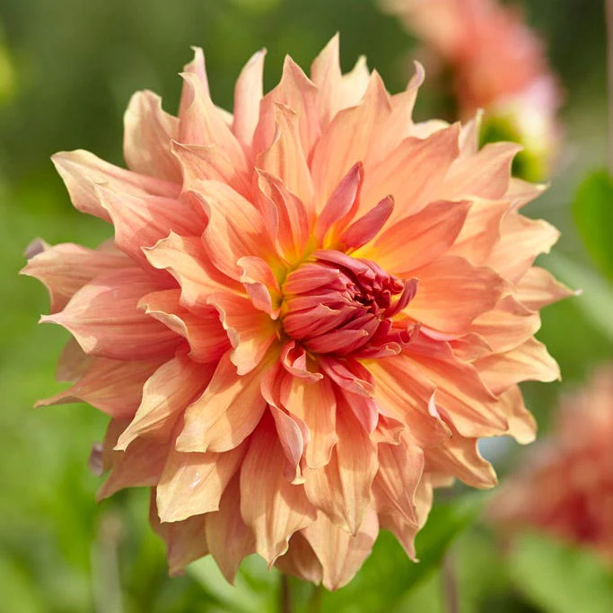 Dahlia Clouds Collection - Image 5