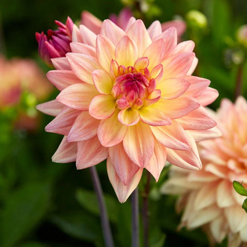 Dahlia Clouds Collection - Image 6