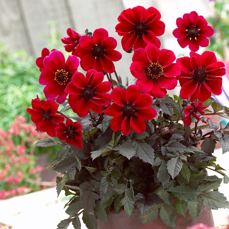 Dracula Dark Angel® Dahlia - Image 2