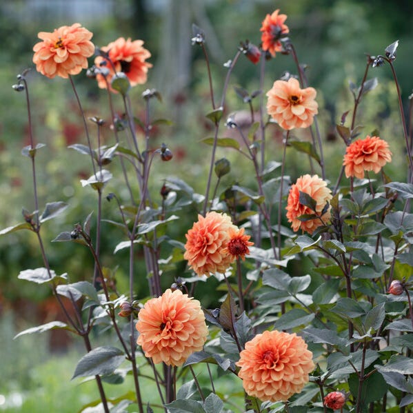 David Howard Decorative Dahlia - Image 2