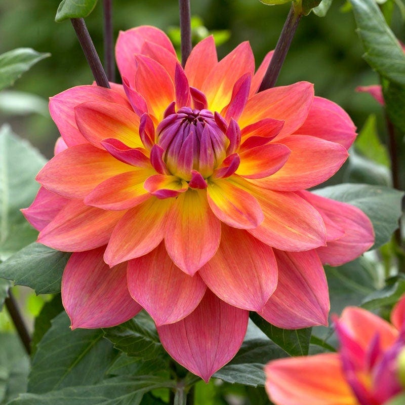 Evening Glow Dahlia Collection - Image 2