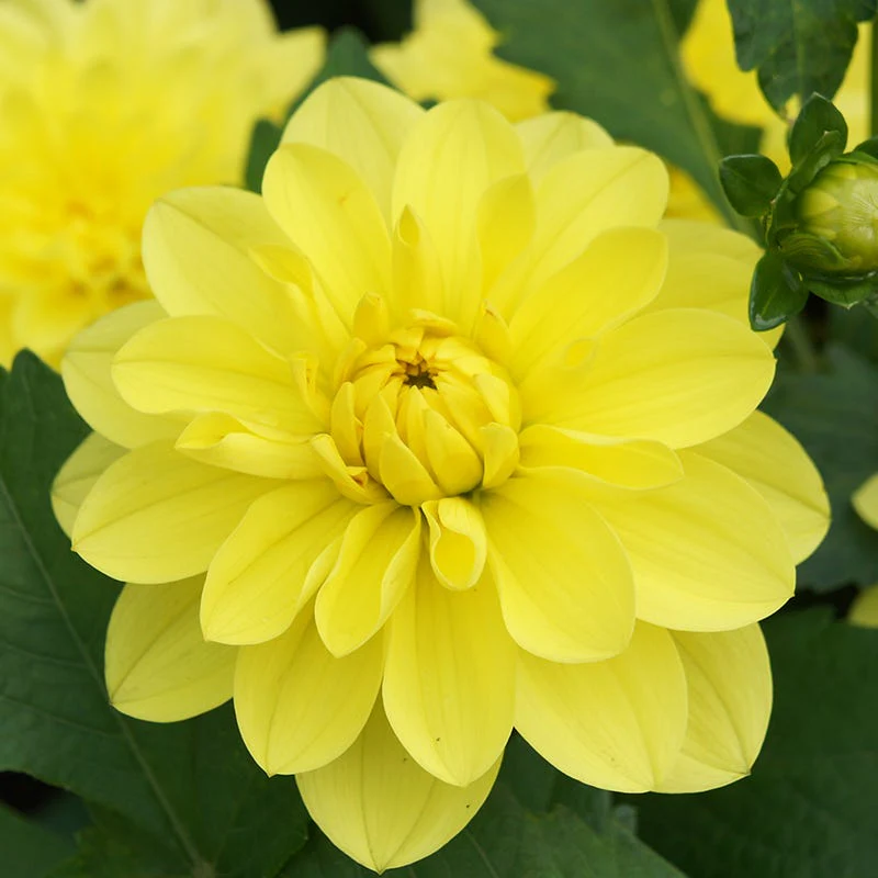 Dahlia Days Limited Collection - Image 3