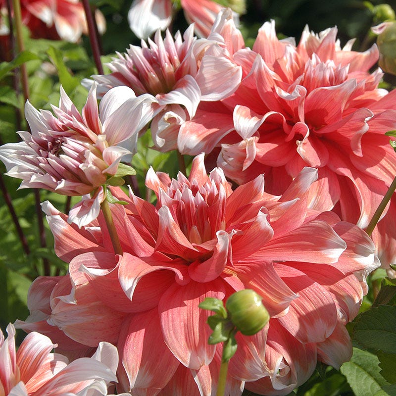Frost Nip Dinner Plate Dahlia - Image 3